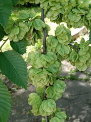 Ulmus glabra