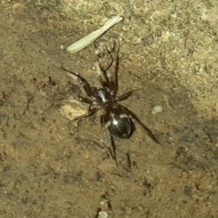 Phrurolithus