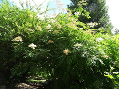 Sorbaria kirilowii