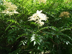 Sorbaria kirilowii