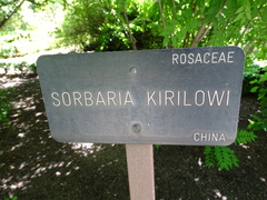 Sorbaria kirilowii