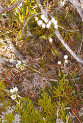Gentianella montana montana