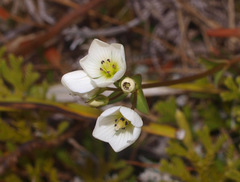 Gentianella montana montana