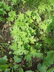 Geranium sibiricum