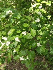 Crataegus