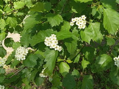 Crataegus