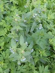 Symphytum caucasicum