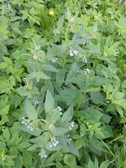 Symphytum caucasicum