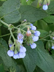 Symphytum caucasicum