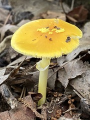 Amanita flavivolva