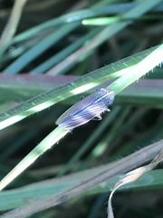 Apogonalia mediolineata