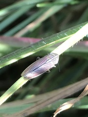Apogonalia mediolineata