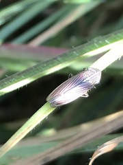 Apogonalia mediolineata
