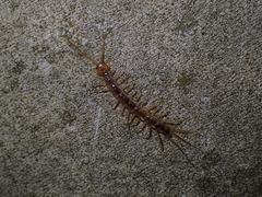 Lithobius melanops