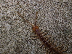 Lithobius melanops