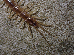 Lithobius melanops
