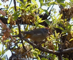 Leiothlypis crissalis