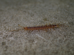 Lithobius melanops