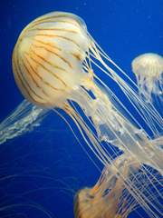 Chrysaora pacifica