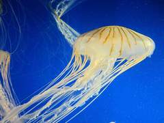 Chrysaora pacifica