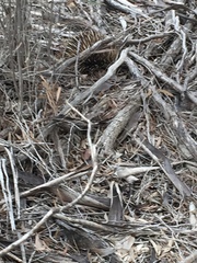 Tachyglossus aculeatus multiaculeatus