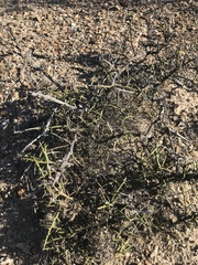 Koeberlinia spinosa