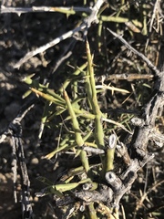 Koeberlinia spinosa