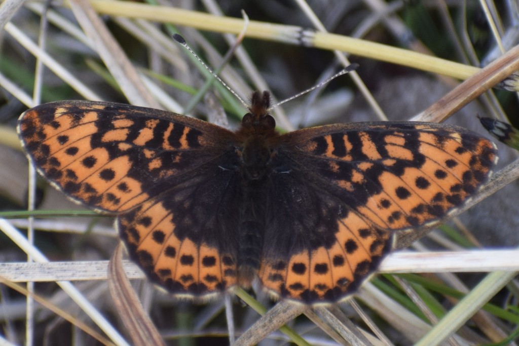 Frigga Fritillary