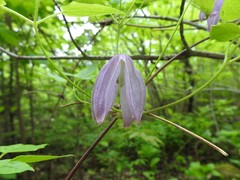 Clematis occidentalis