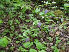 Clematis occidentalis