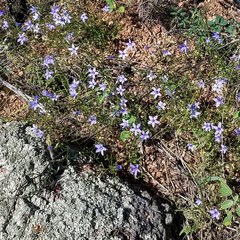 Campanula reverchonii