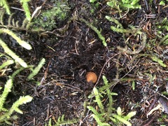 Elaphomyces muricatus