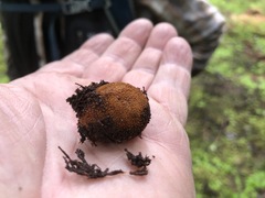 Elaphomyces muricatus