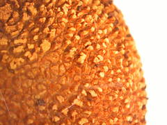 Elaphomyces muricatus