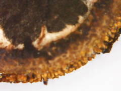 Elaphomyces muricatus