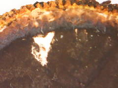 Elaphomyces muricatus