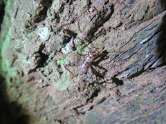 Gryllomorpha