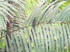 Ampelioides tschudii