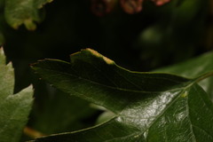 Phyllocoptes goniothorax