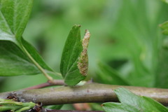 Phyllonorycter oxyacanthae