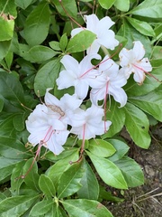 Rhododendron arborescens