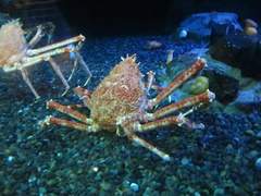 Macrocheira kaempferi