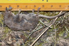 Sorex coronatus