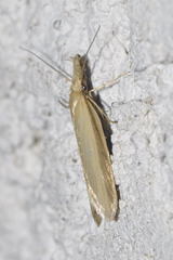 Pleurota