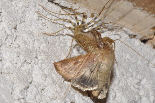 House Centipede, Loire, Rhône-Alpes, France, photo 10 of 10