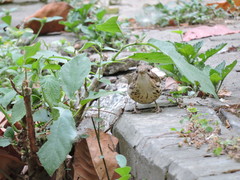 Pellorneum ruficeps