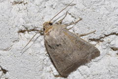 Hoplodrina blanda