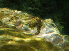 Microlipophrys canevae