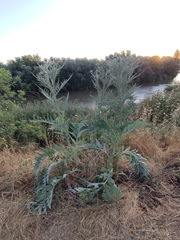 Cynara