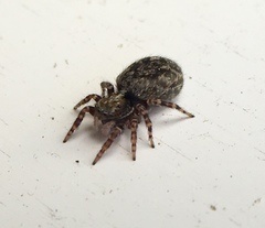 Pseudeuophrys erratica